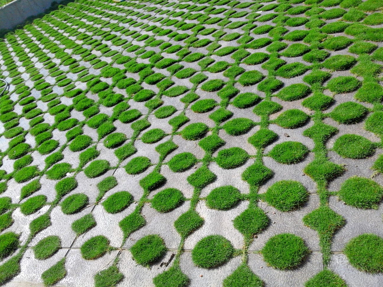 Home Landscaping